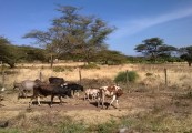 Isiolo cattle scene